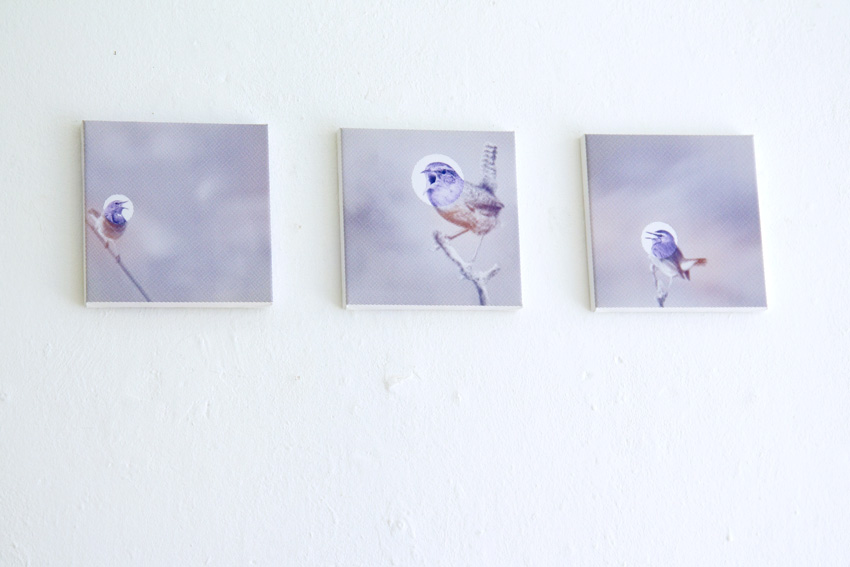 Foto: Dodo Schielein